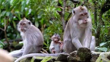 Ubud Monkey Forest