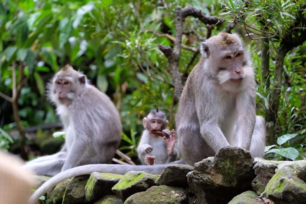Ubud Monkey Forest